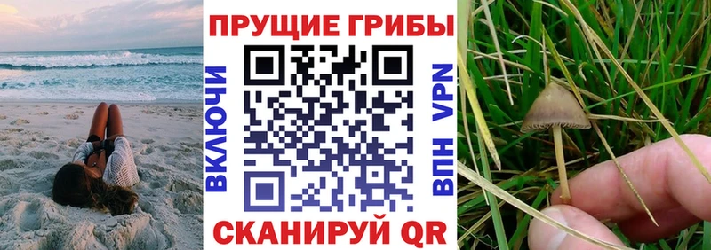 Купить  Багратионовск  Псилоцибиновые грибы Psilocybe 